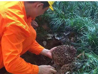 绿植地挖出白蚁的巢穴