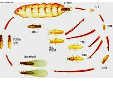 罗村白蚁防治公司白蚁的生活习性是什么