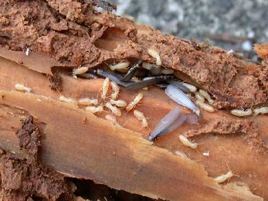 金沙杀灭白蚁所桉树非常容易招白蚁要怎么防治白蚁