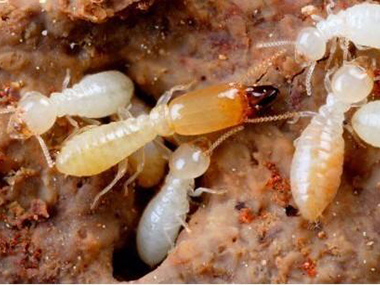 罗村杀灭白蚁机构常见且有效的白蚁灭治方法