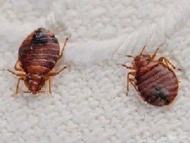 官窑四害消杀所6个防治方法消灭臭虫危害