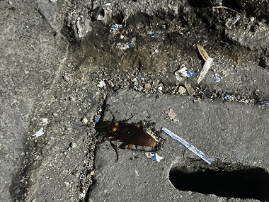 桂城消杀病媒生物中心灭治蟑螂的几个误区