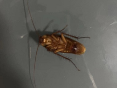 桂城病媒生物控制站家里很干净为什么还会有蟑螂