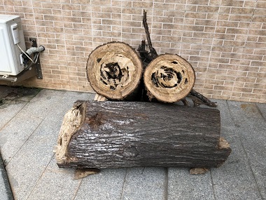 官窑上门治白蚁公司杉木白蚁危害怎么进行防治