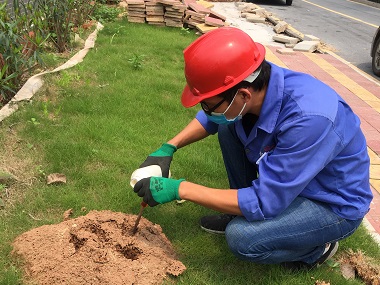 丹灶红火蚁验收所户外常见的“红火蚁”，教你1分钟识别防控！