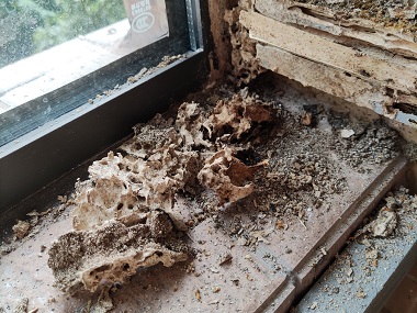 和顺白蚁备案站房屋建筑排查白蚁巢的方法
