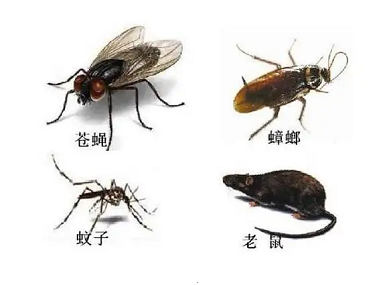 佛山蚊虫防控中心定期杀虫灭鼠、科学虫害防治