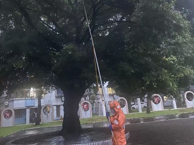 平洲蜂患处理所：发现马蜂窝怎么处理最安全
